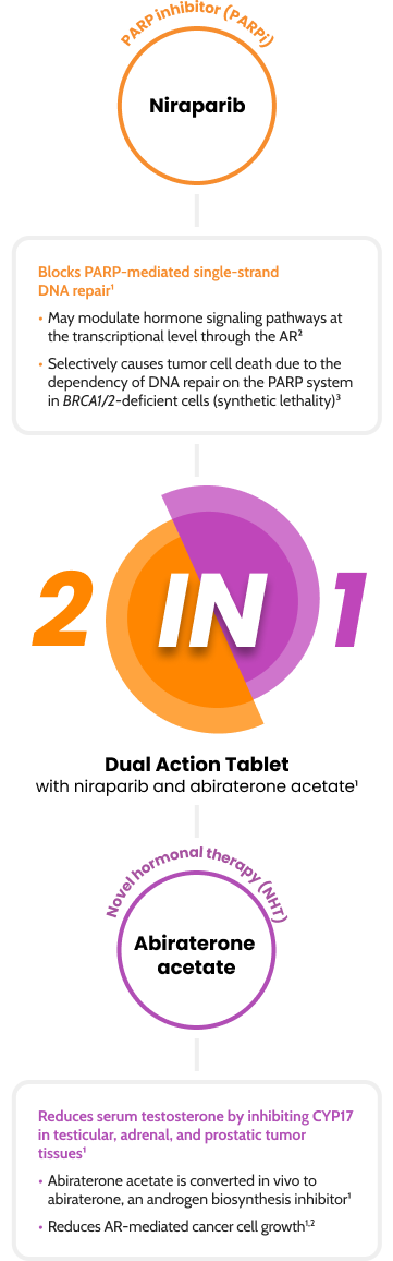 2-in-1 Dual Action Tablet with niraparib and abiraterone acetate infographic